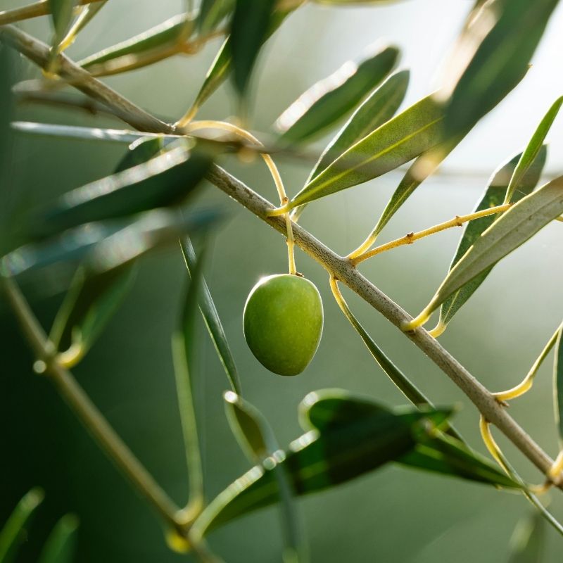 Olive Oil Tasting at Mount Ceder